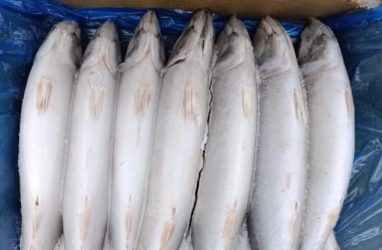 В Приморье из Китая не пустили 52 тонны скумбрии
