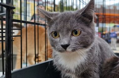 Правила вывоза умерших домашних животных