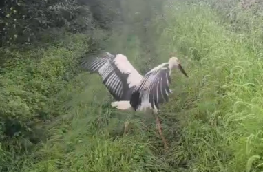 В Приморье после реабилитации выпустили птенца дальневосточного аиста (видео)
