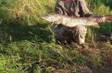 В Приморье рыбак поймал щуку весом 6200 граммов (фото)