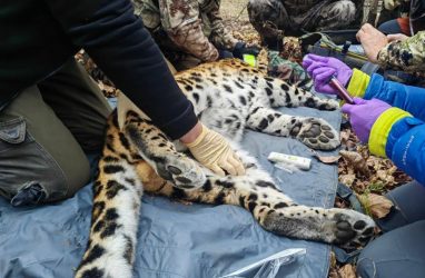 Ещё одного леопарда переселили в Уссурийский заповедник