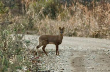 Редчайшего водяного оленя заметили в Хасанском округе Приморья