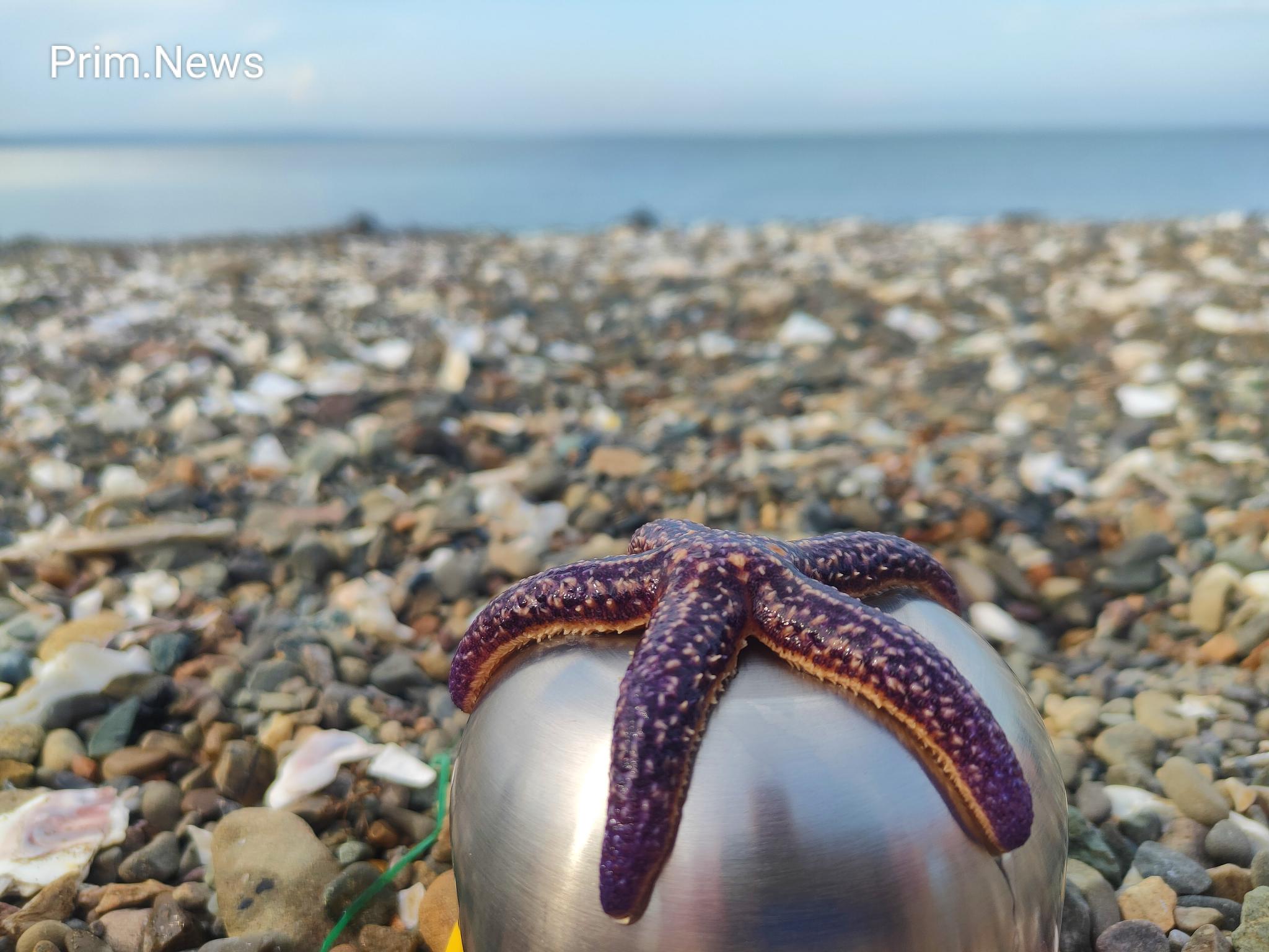 Владельца базы отдыха «Мечта» будут судить в Приморье за травмы ребёнка