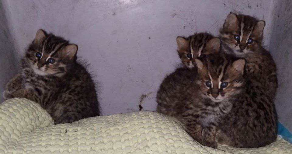 В Приморье спасли четырёх детёнышей дальневосточного кота (фото)