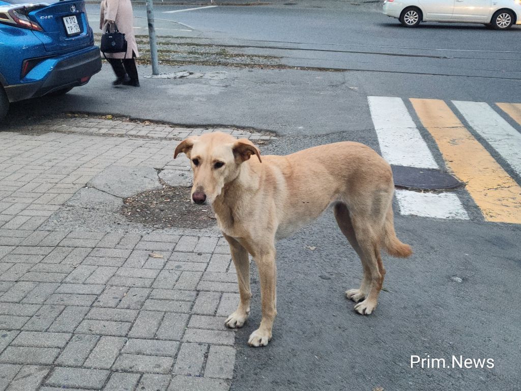 В Приморье прочипировали более 15 тысяч собак