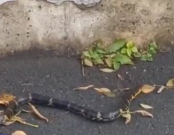 Змея на улице в предпоследний день октября удивила жителей Владивостока (видео)