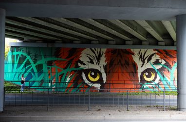 В Приморье отловили девятого в 2026 году конфликтного тигра