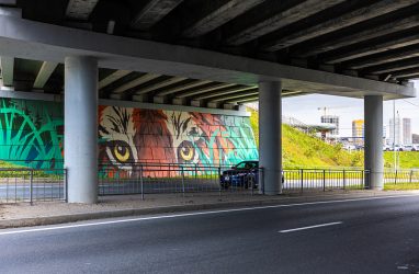 В Приморье в начале 2026 года усилили охрану тигров и леопардов