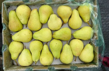 В Приморье уничтожат почти тонну заражённых груш