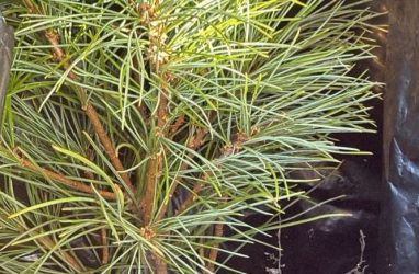 Первую партию саженцев кедра отправили из Приморья в Белоруссию