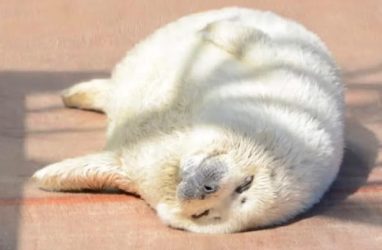 Обитатели Приморского океанариума вместо тренировок с людьми охотятся на иваси