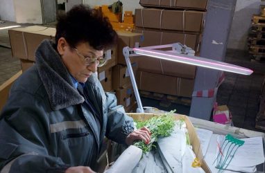 В Приморье из Китая не пустили 109 тысяч заражённых цветов