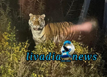 Тигра повстречали жители Приморья в Шкотовском округе