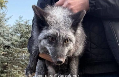 Во Владивостоке поймали сбежавшую одомашненную чёрную лису