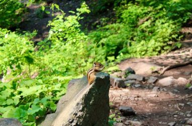 Бурундук-мыслитель попал на фото в Приморье