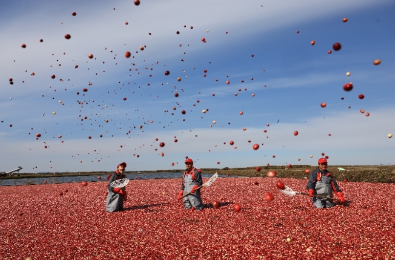 «Моя «Пятилетка 14»: клюква — чудо на 48-й северной параллели
