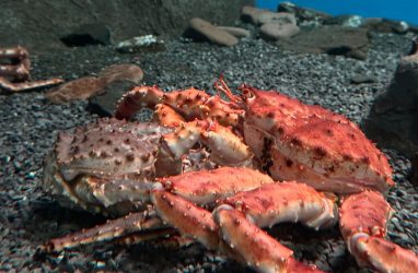 В прокуратуре настаивают на том, что смерть Олега Кана не подтверждена