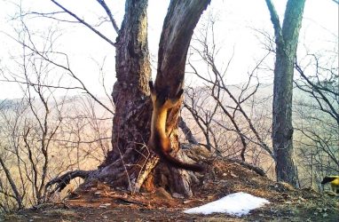 Харза удивила жителей Приморья своим мастерством древолазания