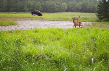 В Сихотэ-Алинском заповеднике впервые запечатлели птенца чёрного журавля (фото)