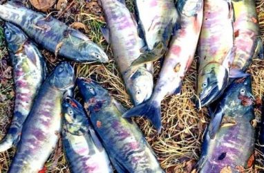 На «Земле леопарда» в Приморье пресекли попытки лова симы и кеты