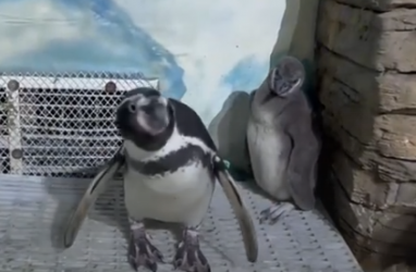 Пингвин Зонт бросился на защиту своего птенца в океанариуме на острове Русский