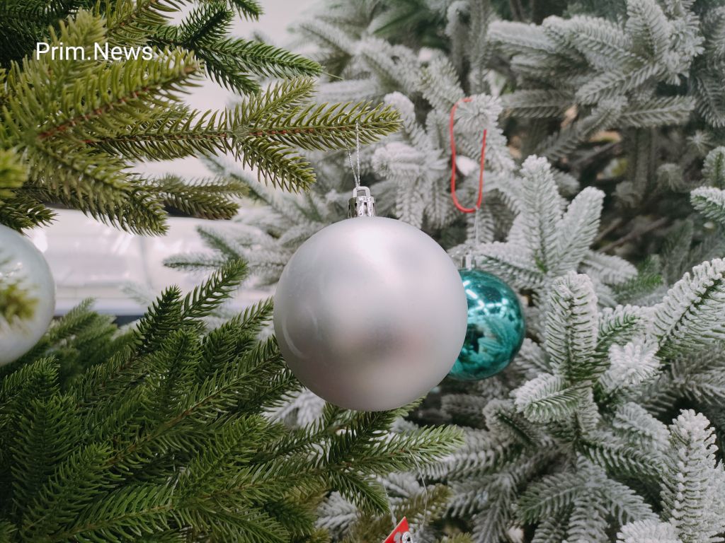 Рейды по нелегальным торговцам ёлок стартовали в Приморье