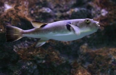 Эксперт Цыганов рассказал жителям Приморья об опасности рыбы фугу