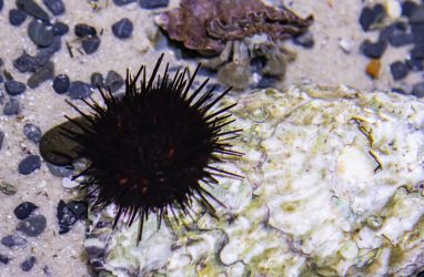 В Приморье арестовали руководителя группы по контрабанде морских ежей