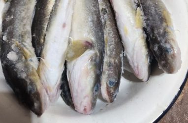 Житель Приморья поделился секретом успешной рыбалки в Хасанском округе