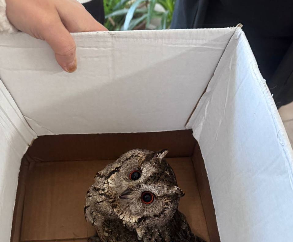 Успели спасти: во Владивостоке записали на видео, как ястреб терзал сову