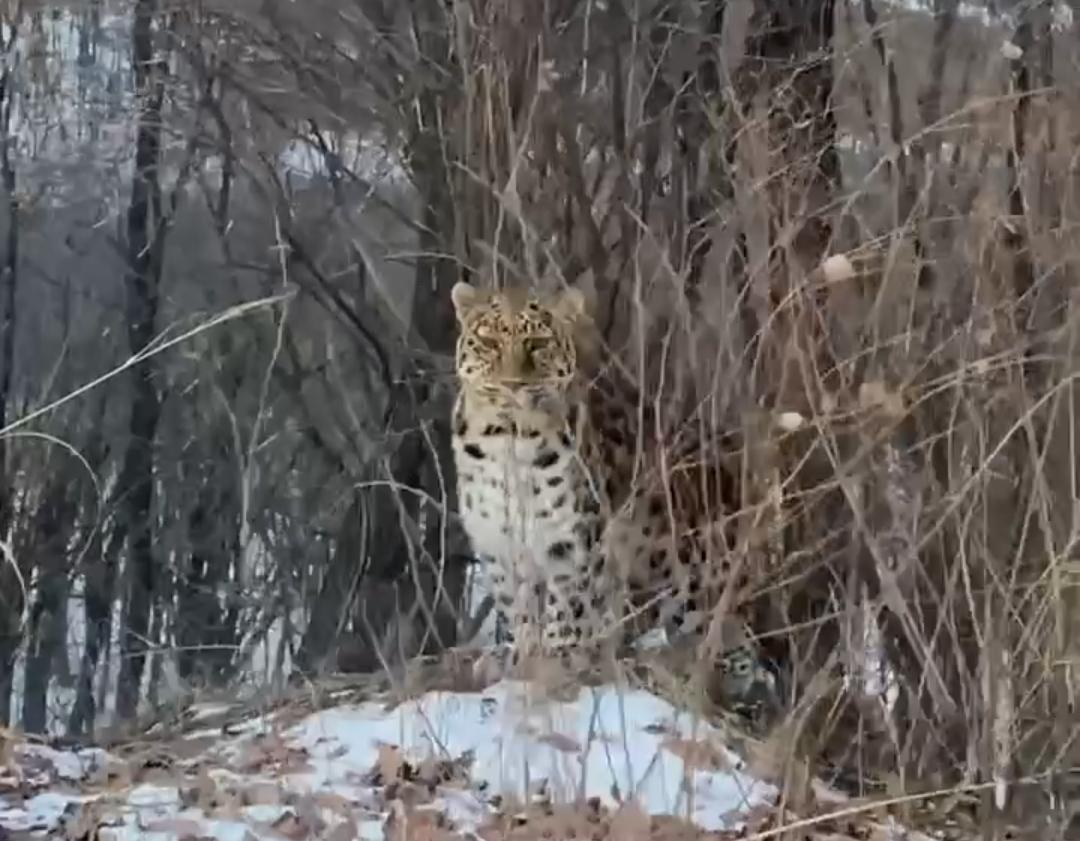 В Приморье автомобилисту посчастливилось встретить дальневосточного леопарда