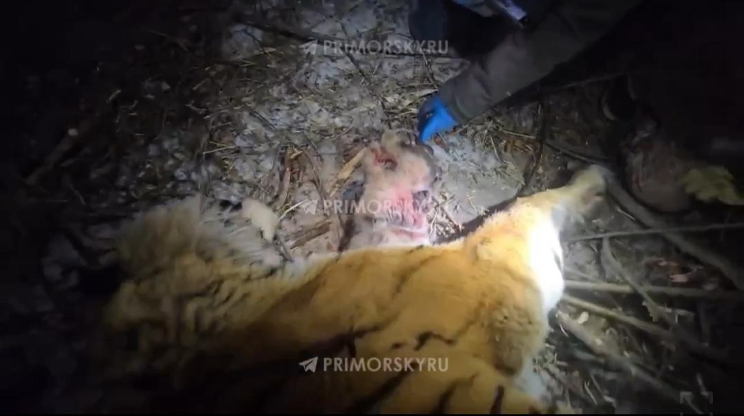 В Приморье отловили ещё двух тигров. Один из них травмирован (видео)