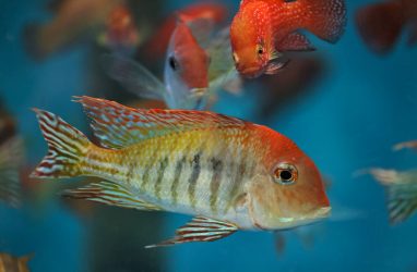 «Землееды» из Бразилии теперь живут на острове Русский