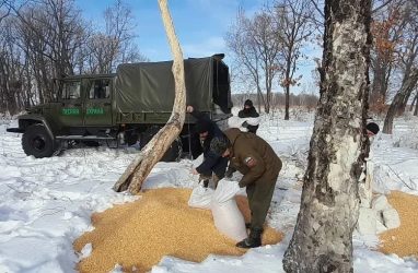 В Приморье в суровые морозы копытным подвезли 60 мешков кукурузы и соль-лизунец