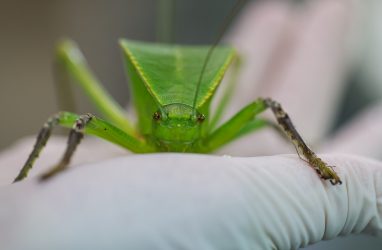 Второе поколение гигантских кузнечиков вырастили на острове Русский