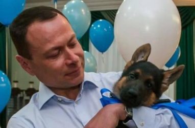 У экс-мэра Владивостока Николаева умерла собака