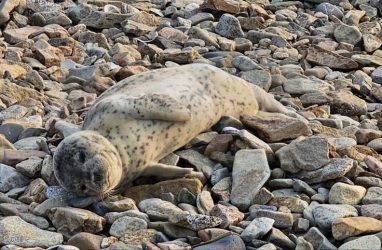 В Приморье спасают маленького тюленя с пневмонией, найденного у бухты Щитовой
