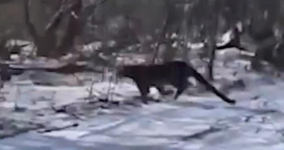 Дальневосточный леопард залез на чердак в селе Гусевка в Приморье (видео)