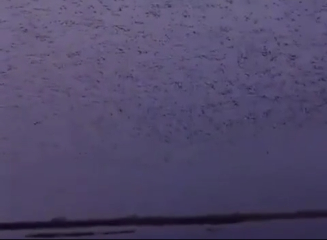 &laquo;Небо просто кипит птицами&raquo;: огромную стаю редких уток наблюдали в Приморье