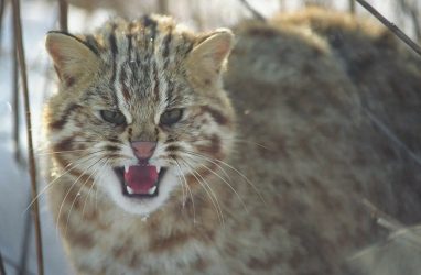 Уникальный архив фотографа дикой природы Медведева передали «Амурскому тигру»