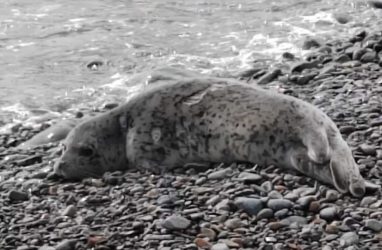 В центре «Тюлень» новый пациент: у зверя из бухты Сысоева высокая температура
