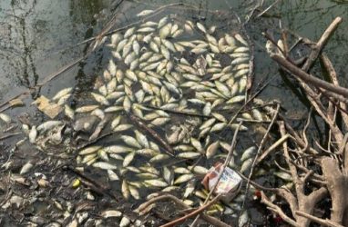 В Приморье начали проверку из-за массовой гибели рыбы в озере в Партизанске