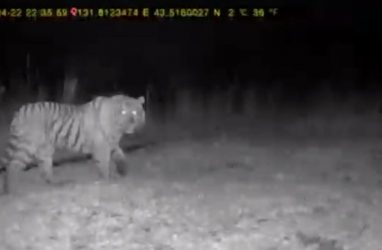 В Надеждинском округе Приморья тигр гуляет по ночам у домов и смотрит в камеру