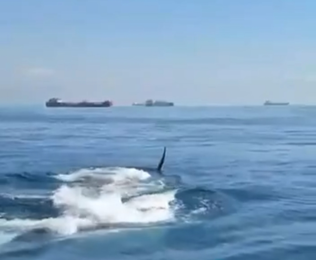 Во Владивостоке восторженные очевидцы записали на видео кита