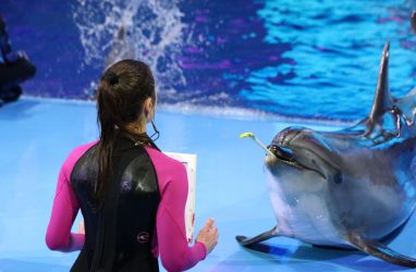 Белухи Приморского океанариума присоединятся к &laquo;Тотальному диктанту&nbsp;&mdash; 2026&raquo;