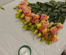 В Приморье не пустили более 28 тысяч заражённых цветов из Китая