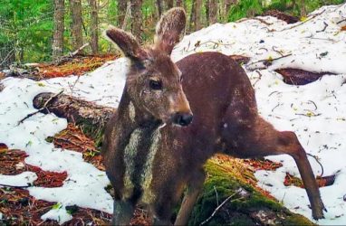 В Приморье с корейца взыскали почти семь миллионов рублей за железы кабарги