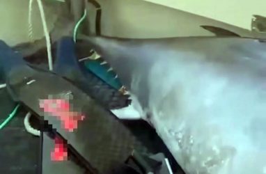 Гигантские тунцы недалеко от Владивостока попали на видео