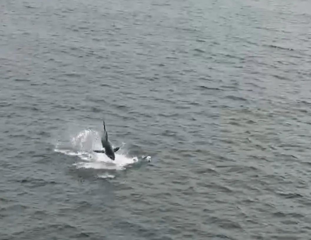 Выпрыгивающую из воды акулу записали на видео у мыса Тобизина во Владивостоке