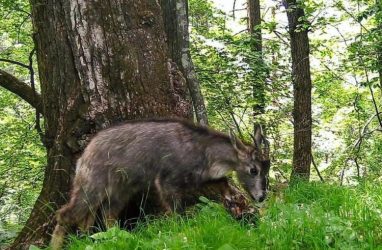 Редчайший амурский горал попал на фото в Приморье